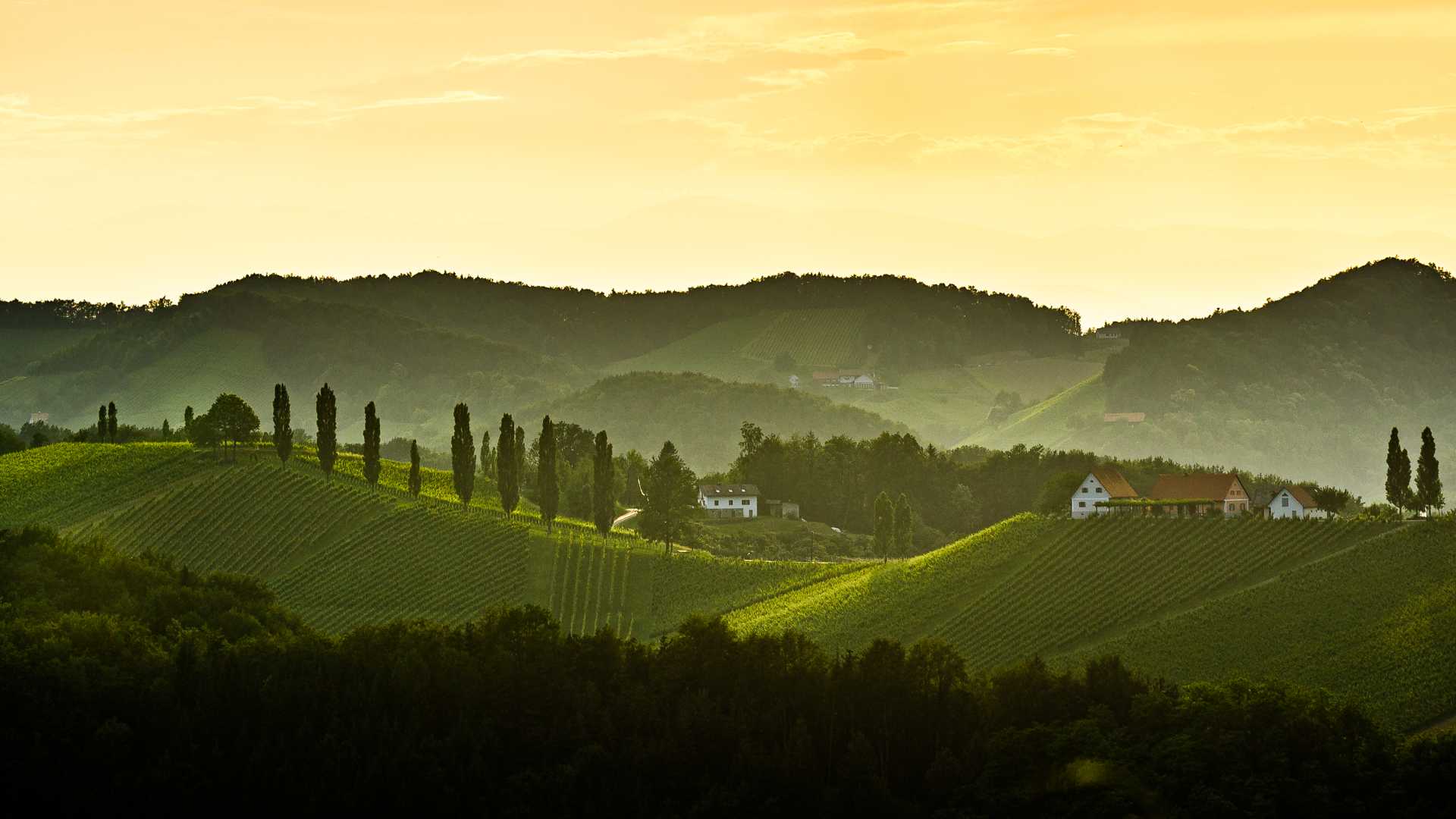 Rolling vineyards in Styria at sunset, with charming houses and rows of trees on lush green hills.