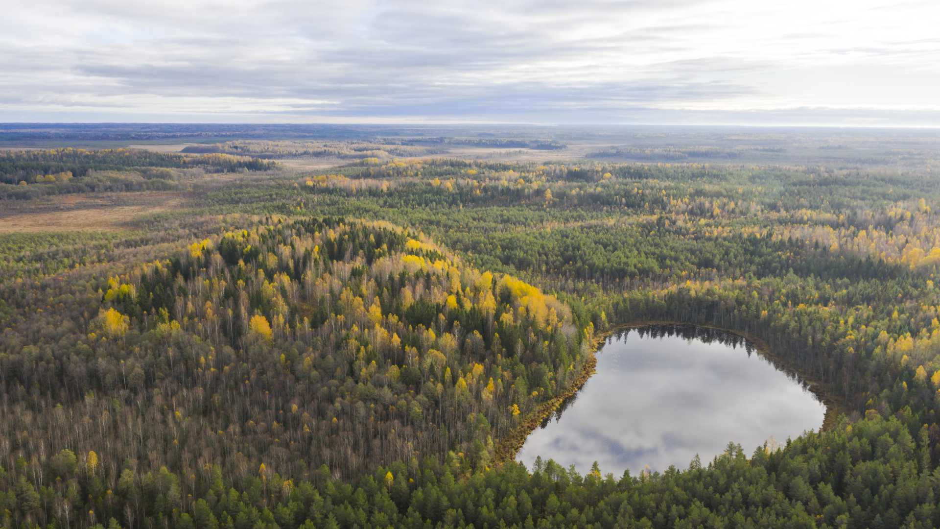 Eine ruhige Luftaufnahme eines herbstlichen Waldes in Nordestland mit einem spiegelnden See inmitten der Bäume.