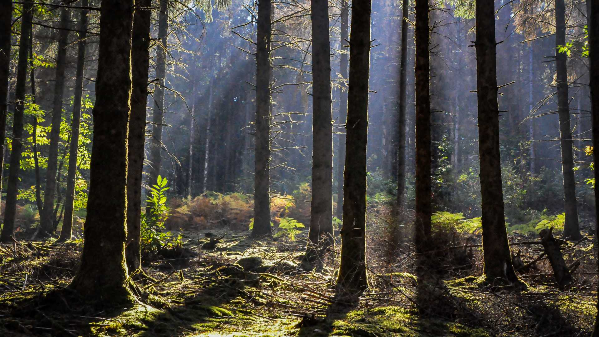 Un día soleado en un bosque de Morvan con árboles y rayos de sol.