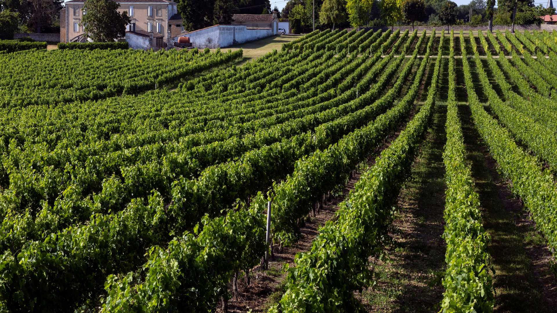 Vibrant green rows of vines stretch across a vineyard in the picturesque Dordogne region of France.