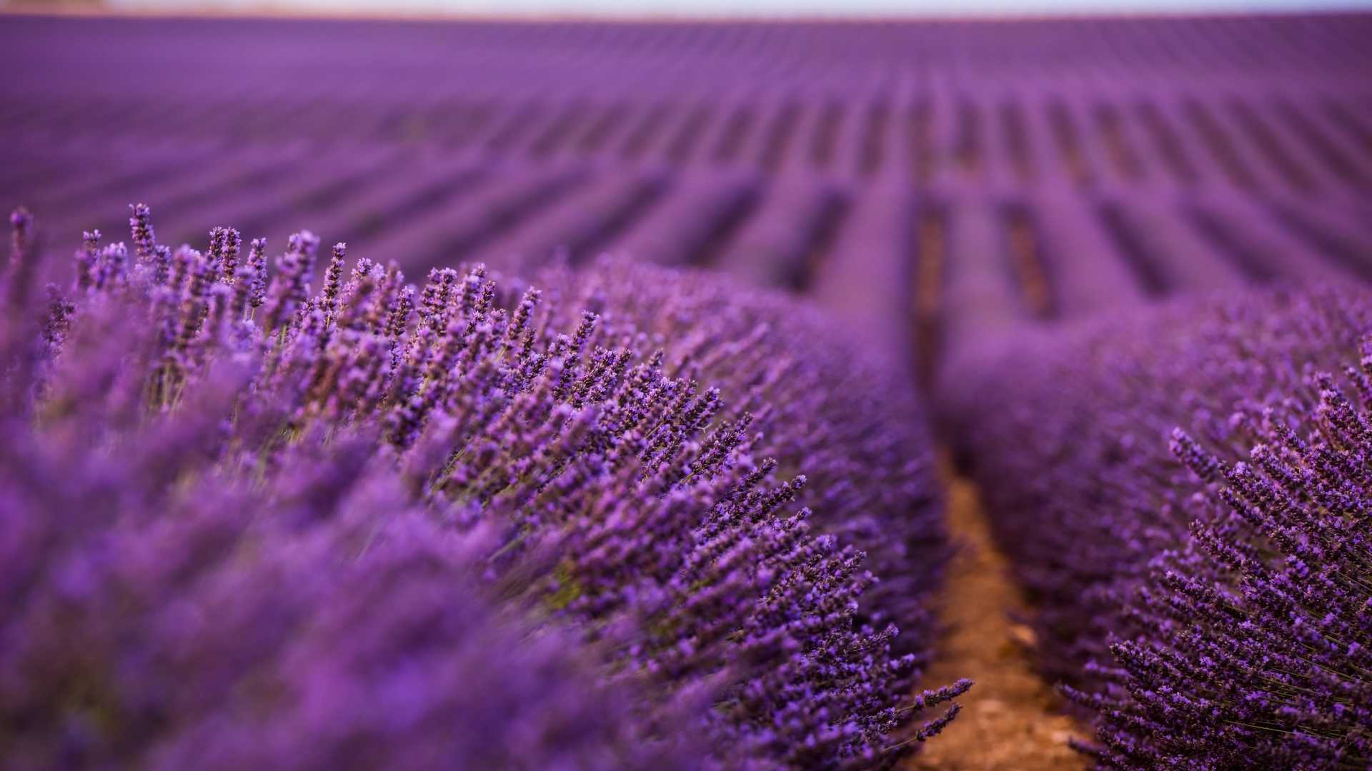 Endless rows of vibrant lavender in full bloom stretch across a picturesque field in Valensole, Provence.