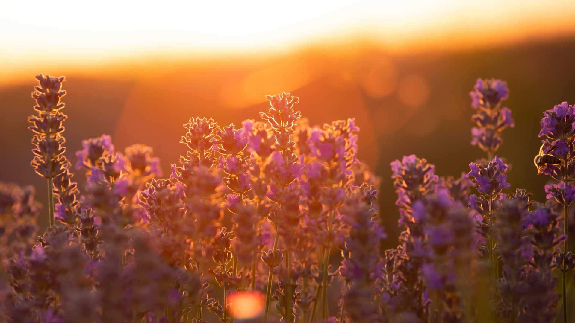 Lavendelblüten, die in einen goldenen Sonnenuntergang getaucht sind, fangen die Essenz der heiteren Schönheit der Provence ein.