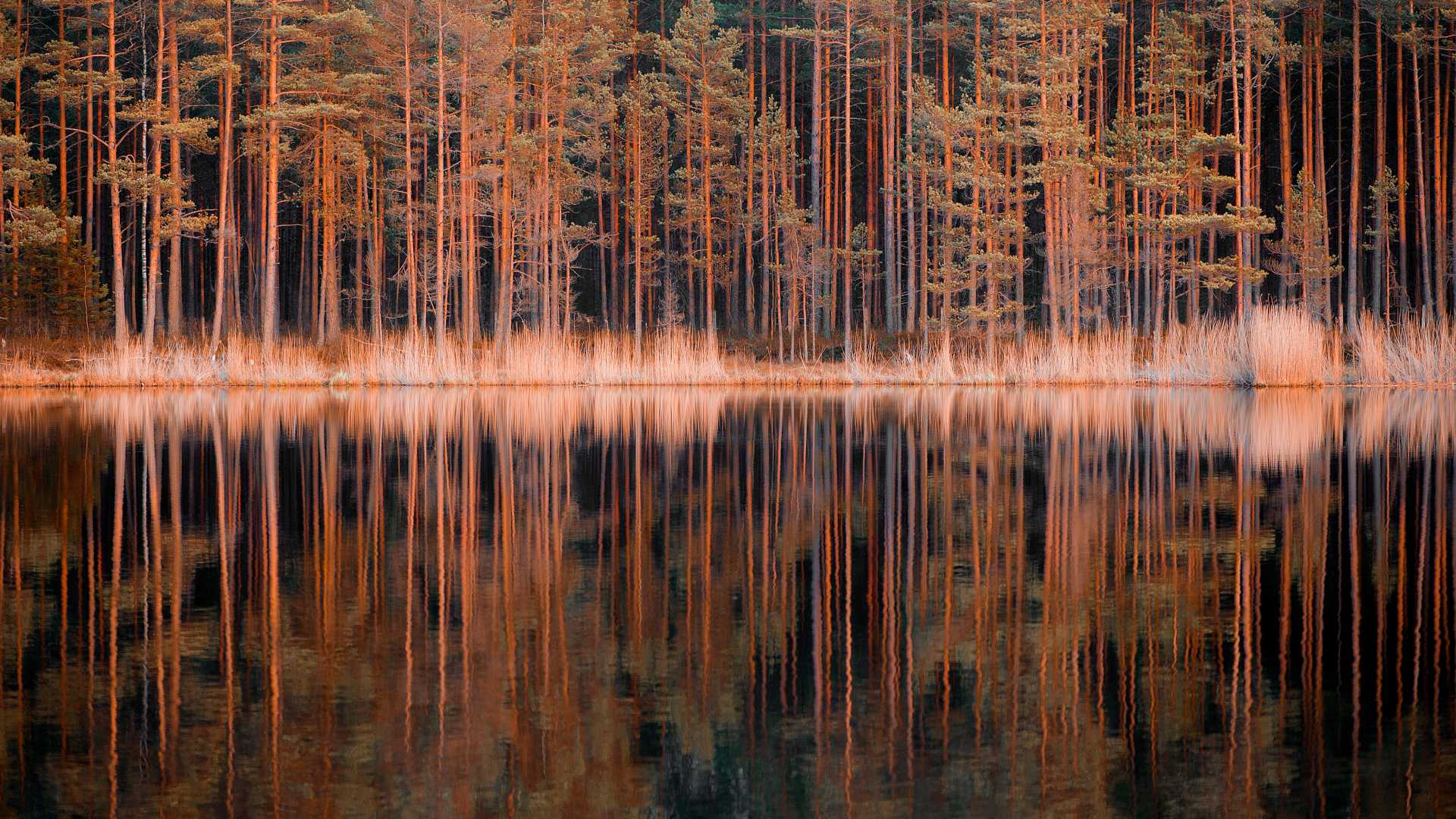 Tall pine trees and golden reeds reflect perfectly in the calm lake water, creating a serene forest scene.