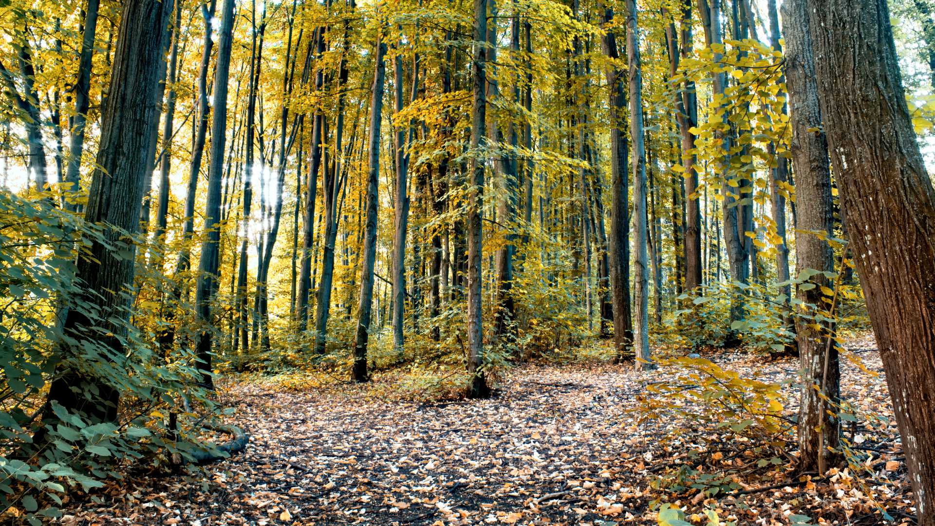 Escena de bosque otoñal con árboles altísimos, hojas caídas y un sendero en Chisinau, Moldavia.