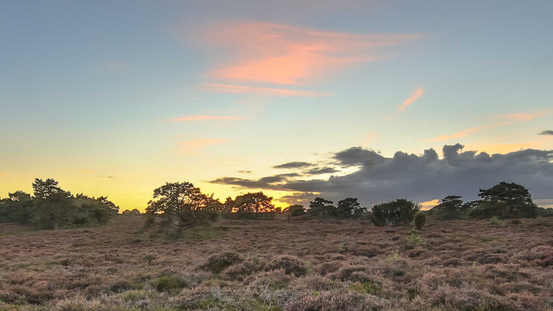 Coucher de soleil sur une lande sereine à Drenthe, aux Pays-Bas, avec des ciels éclatants et des bruyères en fleurs.