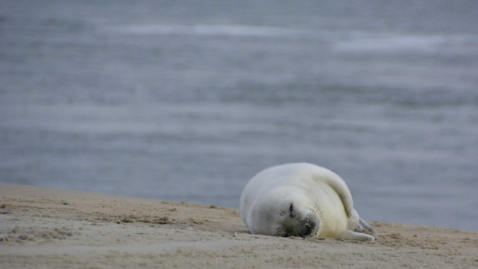 A baby seal rests peacefully on the sandy beach of Vlieland, with the calm sea in the background.