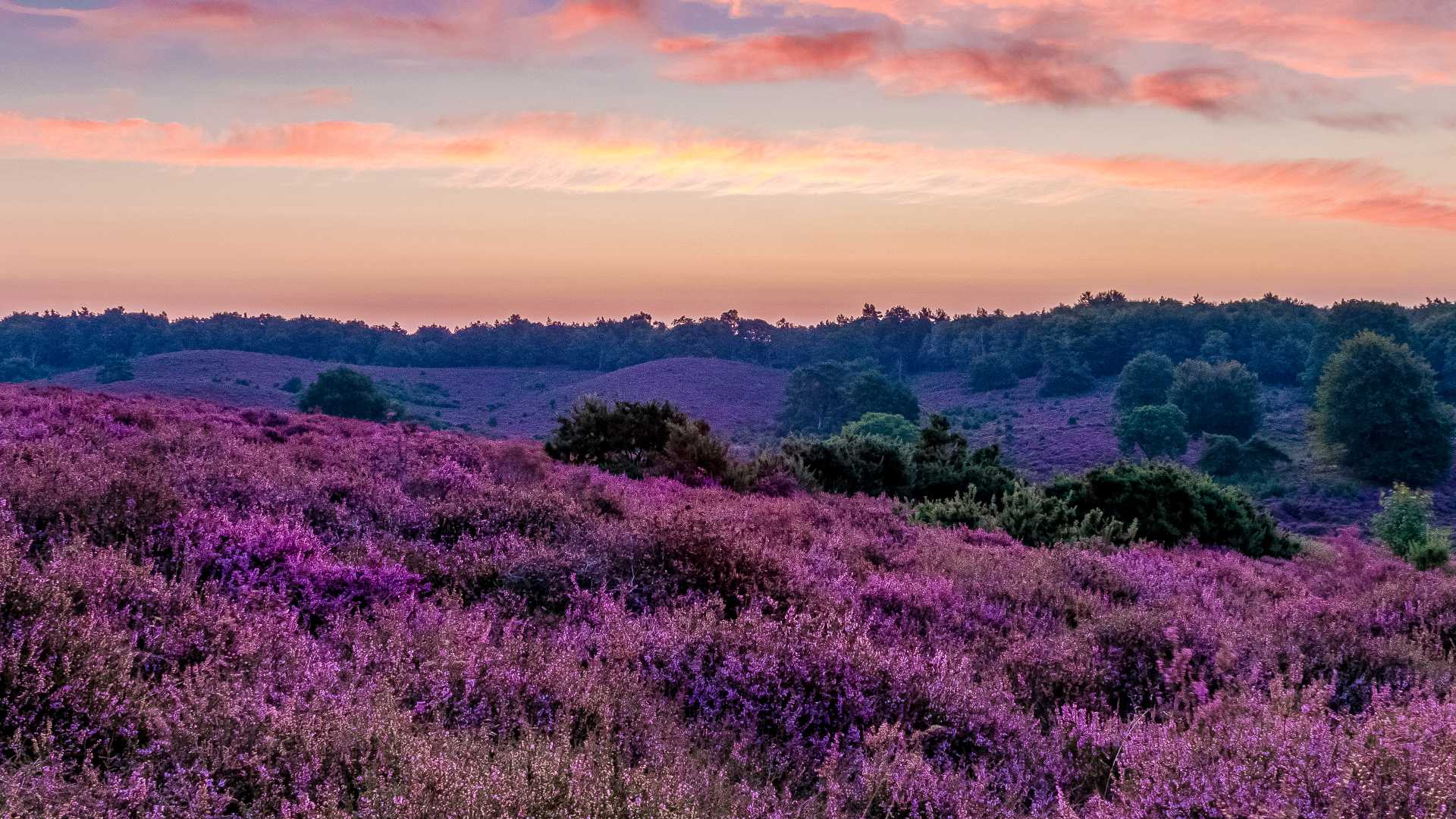 Fioritura di erica rosa-viola nel Parco Nazionale Posbank Veluwe con colline nebbiose sullo sfondo