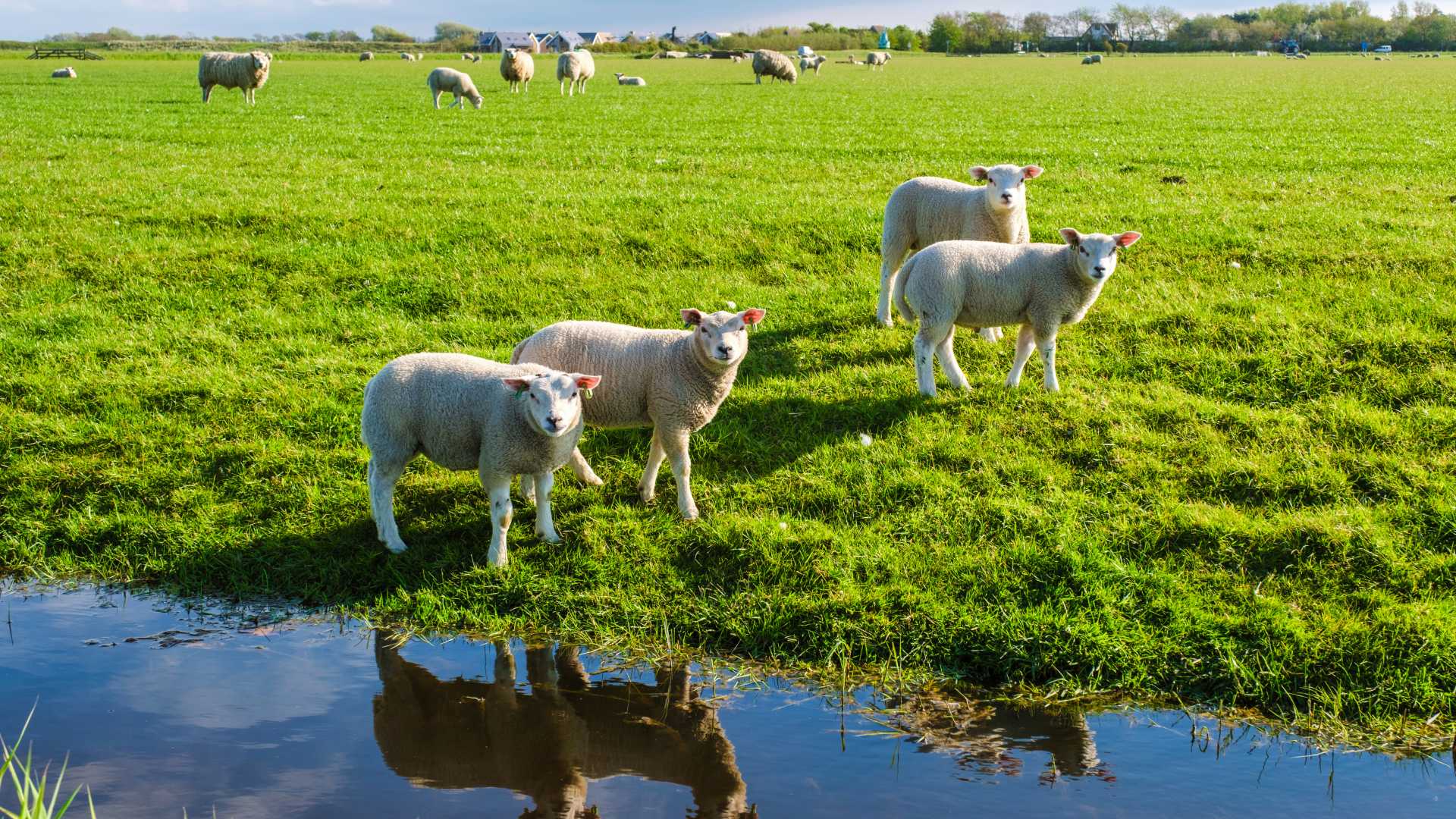 Sheep grazing in a green field near a pond on Texel Island, Netherlands.