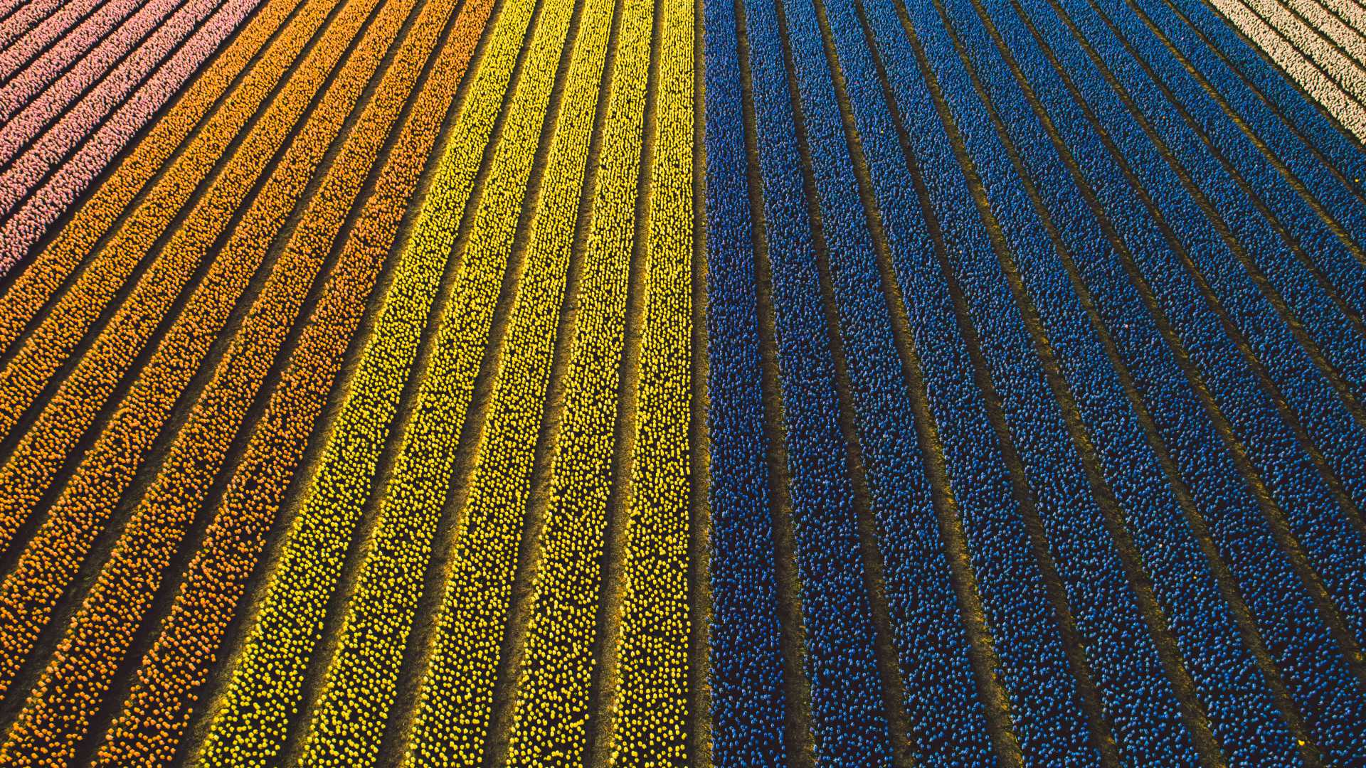 Levendige rijen hyacintvelden in volle bloei, die een kleurrijk beeld geven van de lente in Nederland.