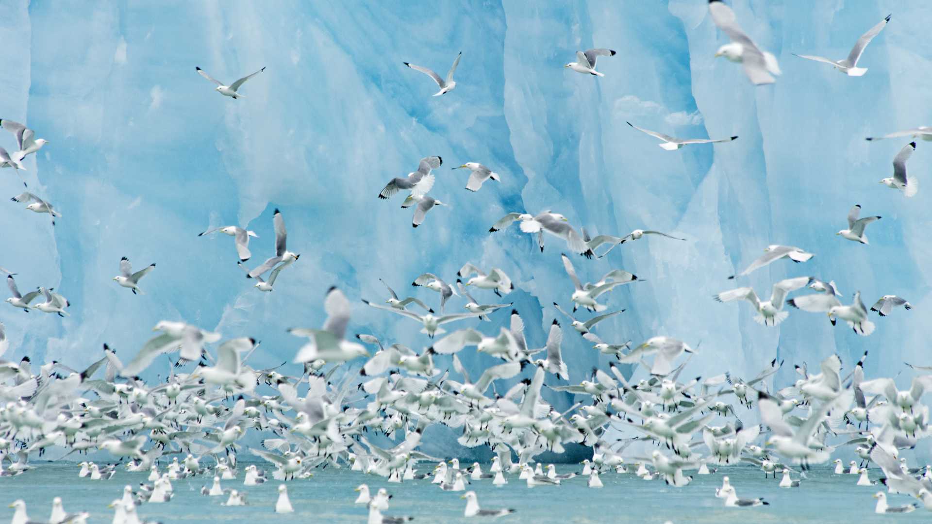 Een zwerm drieteenmeeuwen zweeft tegen een opvallend blauwe gletsjer in Spitsbergen, Noorwegen.